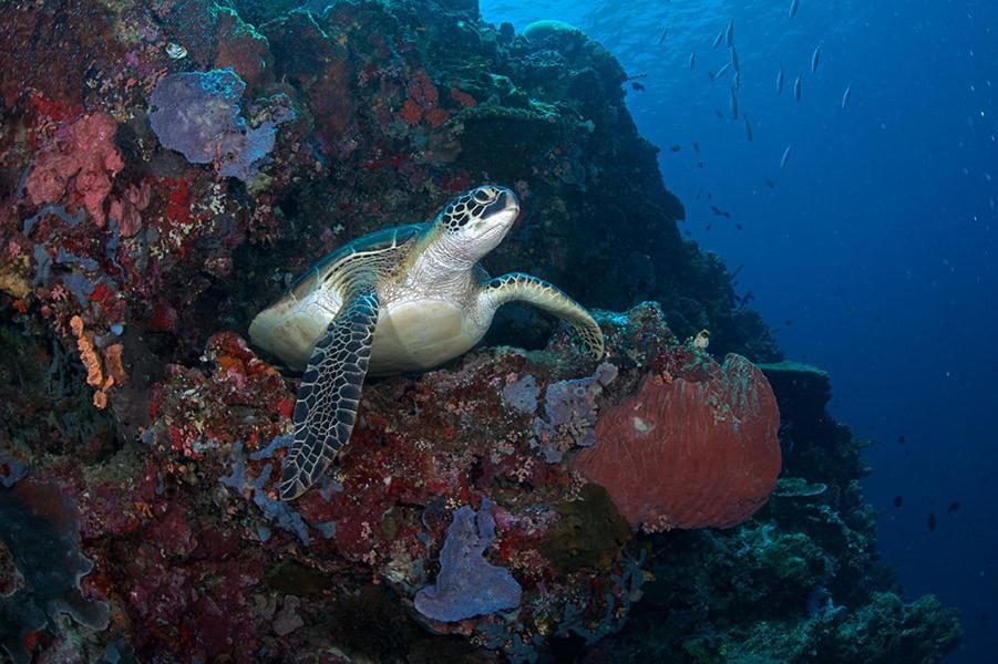 Guesthouse The 4 Fish Manado Luaran gambar